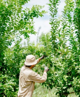 Local farmer pruning a fruit tree to get ready to supply fruit to a Simon George & Sons fruit wholesaler in Brisbane.